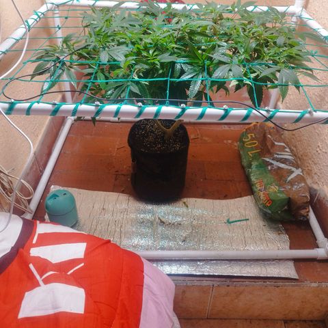 Apple pie  growlog timeline photo