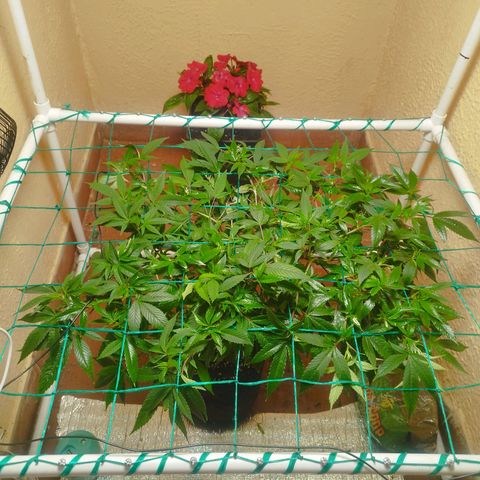 Apple pie  growlog timeline photo