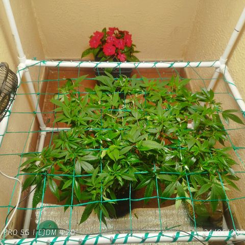 Apple pie  growlog timeline photo