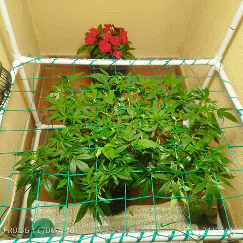 Apple pie  growlog timeline photo
