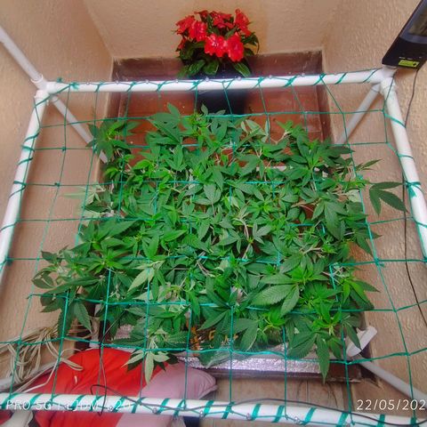 Apple pie  growlog timeline photo