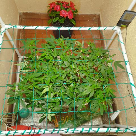 Apple pie  growlog timeline photo