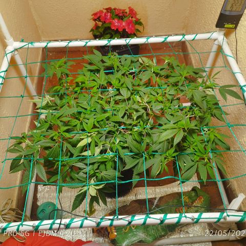 Apple pie  growlog timeline photo