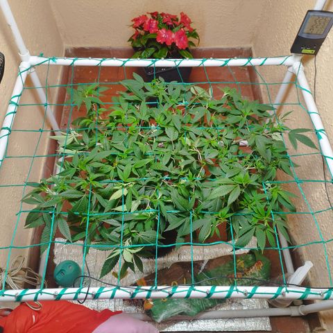 Apple pie  growlog timeline photo