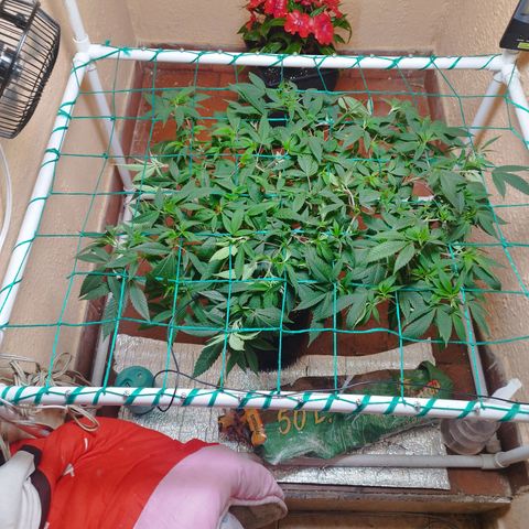 Apple pie  growlog timeline photo