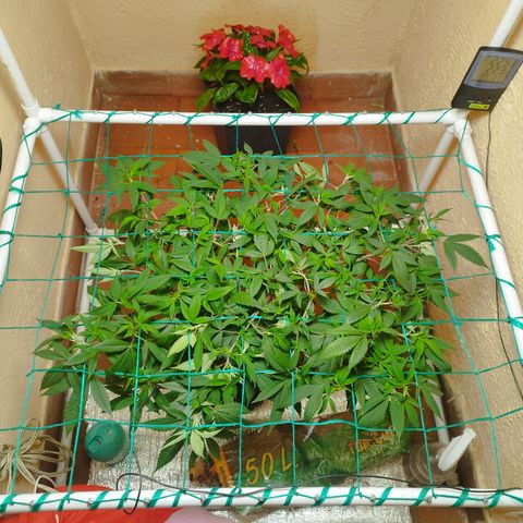 Apple pie  growlog timeline photo
