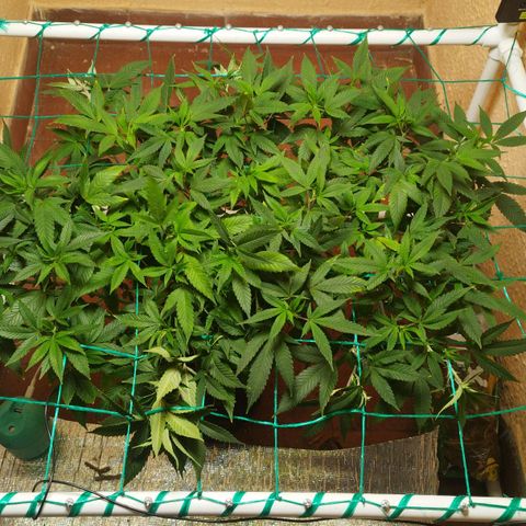 Apple pie  growlog timeline photo