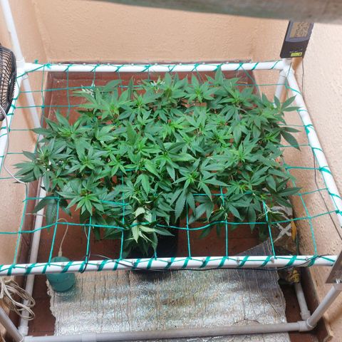 Apple pie  growlog timeline photo