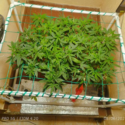 Apple pie  growlog timeline photo