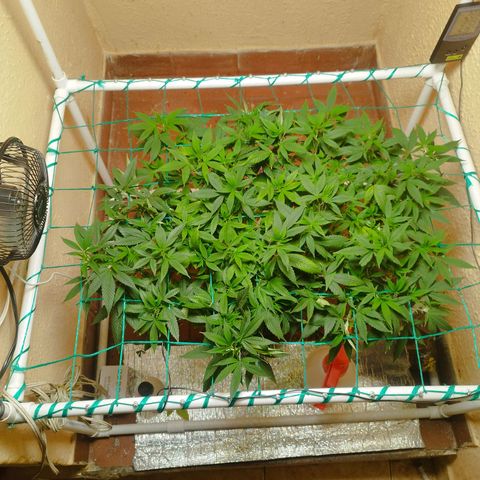 Apple pie  growlog timeline photo