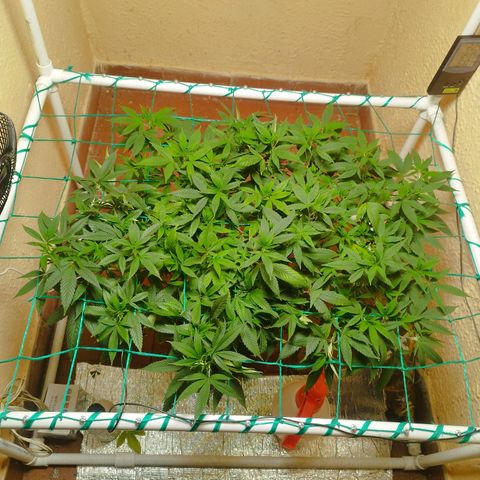 Apple pie  growlog timeline photo