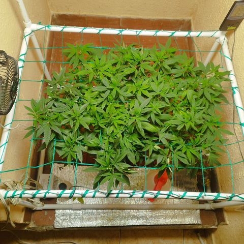 Apple pie  growlog timeline photo