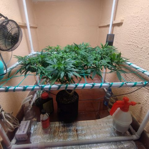 Apple pie  growlog timeline photo