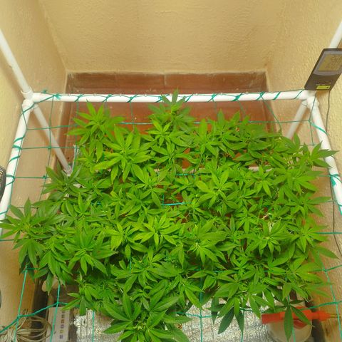 Apple pie  growlog timeline photo