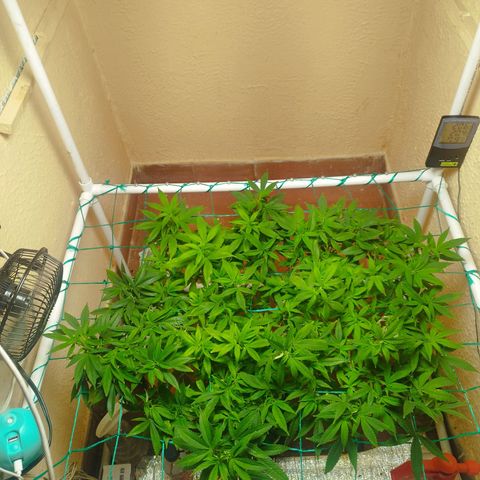 Apple pie  growlog timeline photo