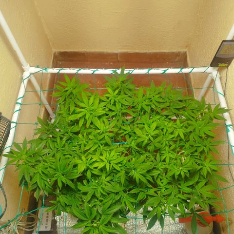 Apple pie  growlog timeline photo