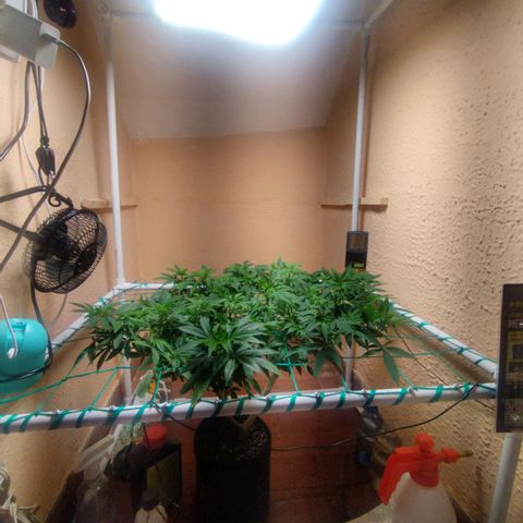 Apple pie  growlog timeline photo