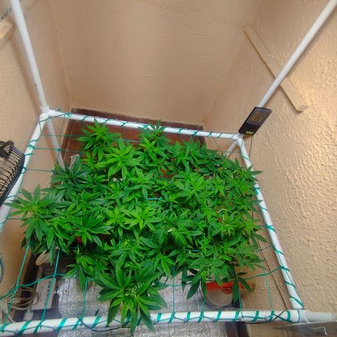 Apple pie  growlog timeline photo