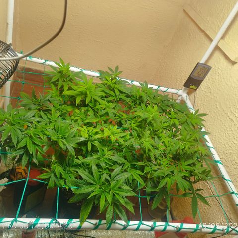 Apple pie  growlog timeline photo
