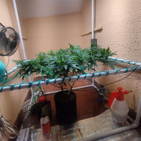 Apple pie  growlog timeline photo