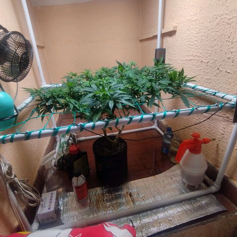 Apple pie  growlog timeline photo