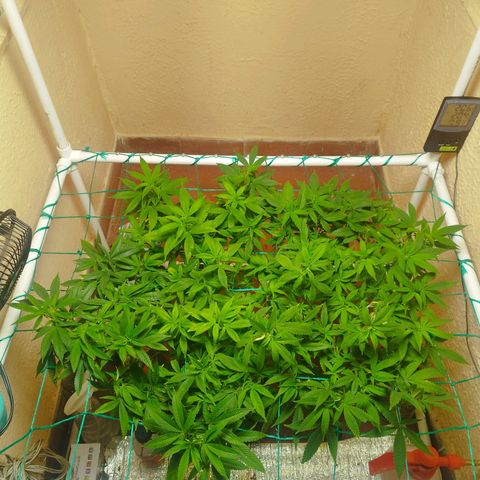 Apple pie  growlog timeline photo