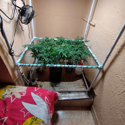 Apple pie  growlog timeline photo