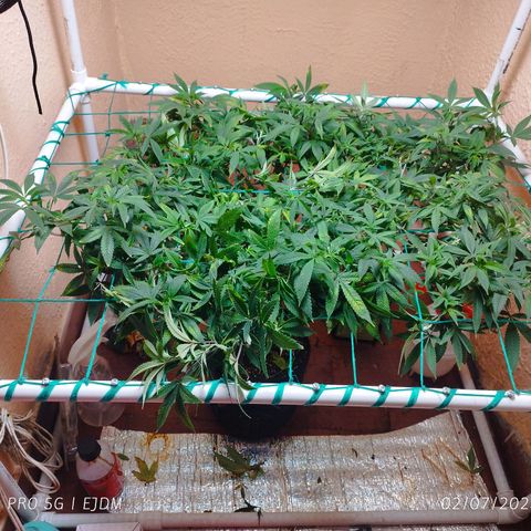 Apple pie  growlog timeline photo