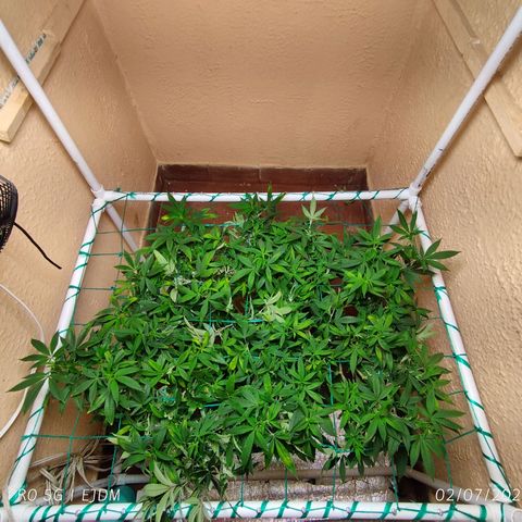 Apple pie  growlog timeline photo