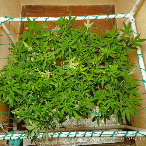 Apple pie  growlog timeline photo