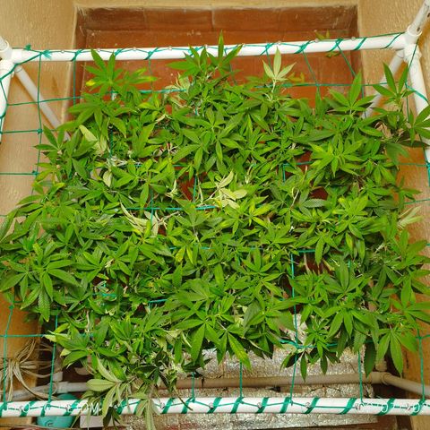 Apple pie  growlog timeline photo