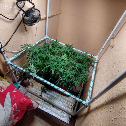 Apple pie  growlog timeline photo