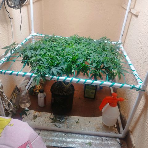 Apple pie  growlog timeline photo
