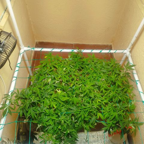 Apple pie  growlog timeline photo