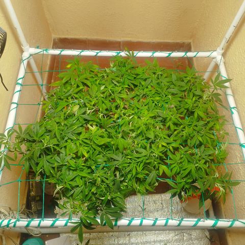 Apple pie  growlog timeline photo