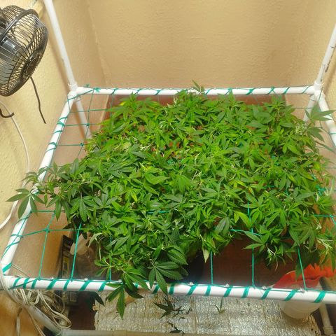 Apple pie  growlog timeline photo