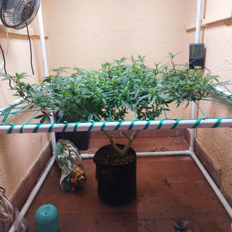 Apple pie  growlog timeline photo