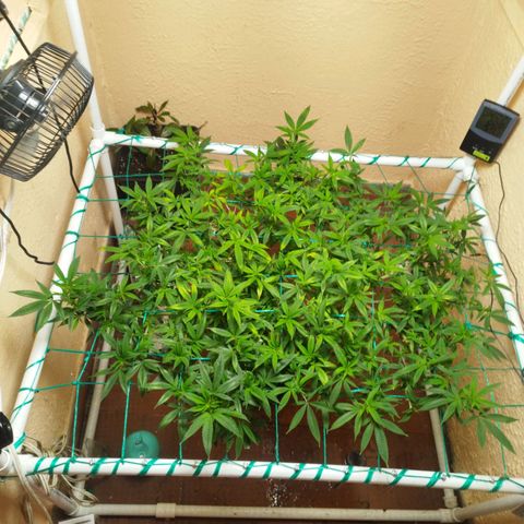 Apple pie  growlog timeline photo
