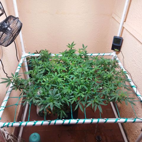 Apple pie  growlog timeline photo