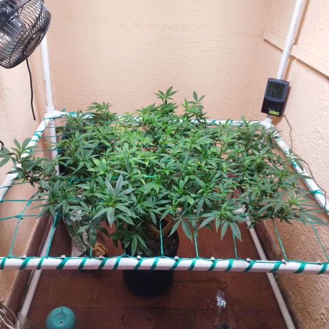 Apple pie  growlog timeline photo