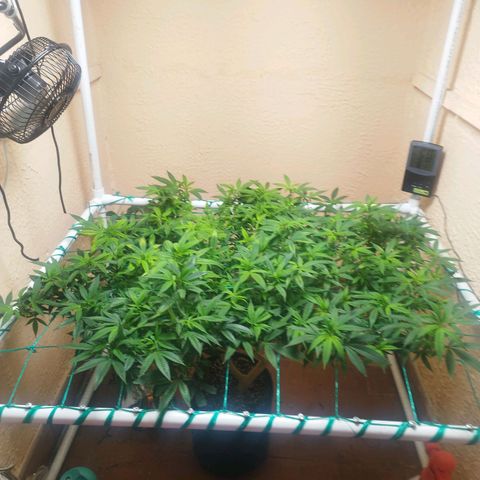 Apple pie  growlog timeline photo