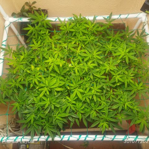 Apple pie  growlog timeline photo