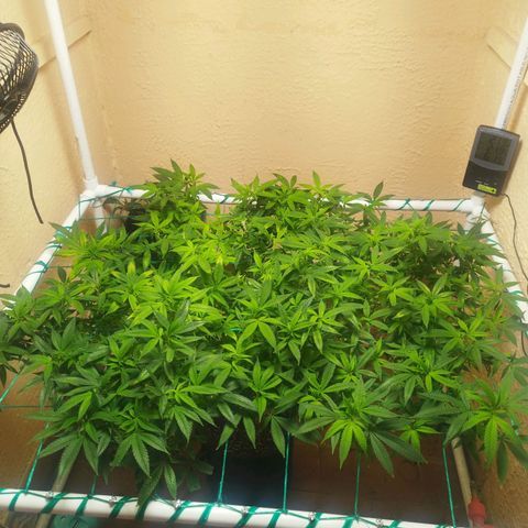 Apple pie  growlog timeline photo