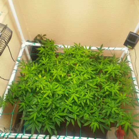 Apple pie  growlog timeline photo