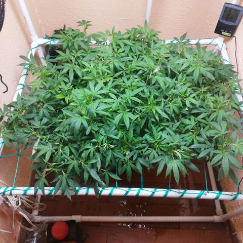 Apple pie  growlog timeline photo