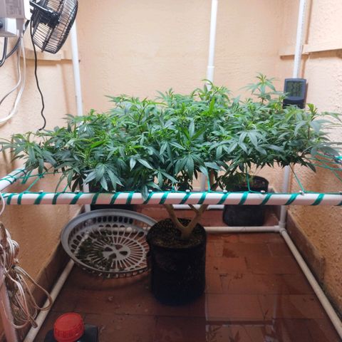 Apple pie  growlog timeline photo