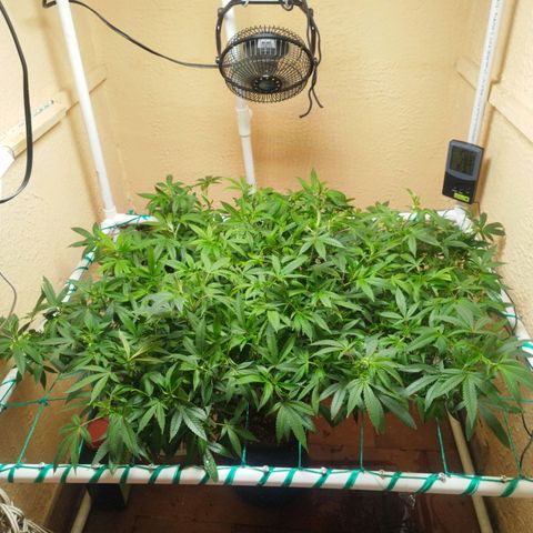 Apple pie  growlog timeline photo