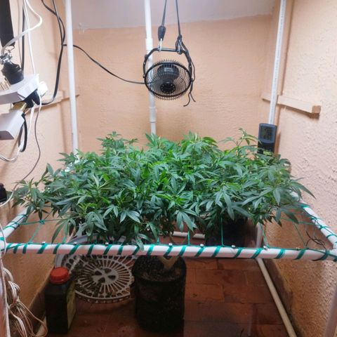 Apple pie  growlog timeline photo