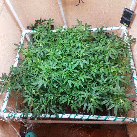 Apple pie  growlog timeline photo