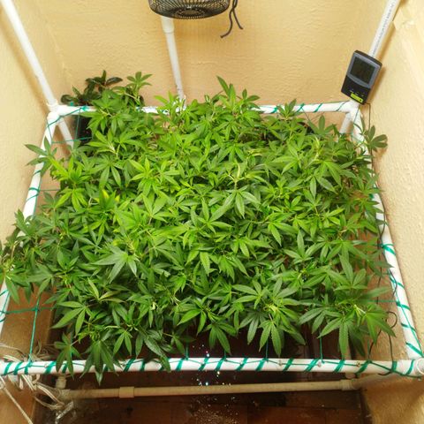 Apple pie  growlog timeline photo